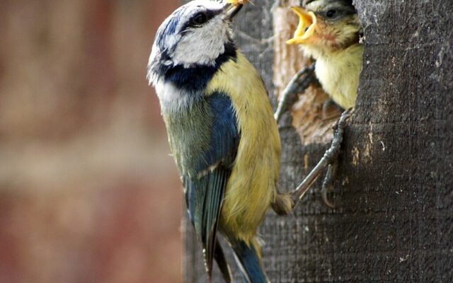 Blue tit feeding young